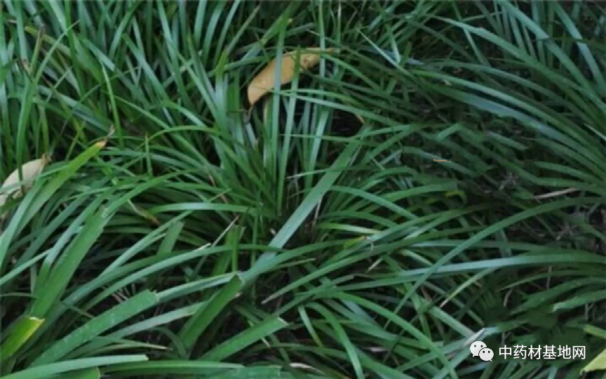 6月份可以种植的中药材品种