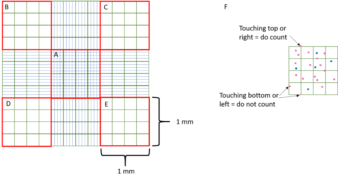 細胞計數(shù)的實驗步驟＆問題分析