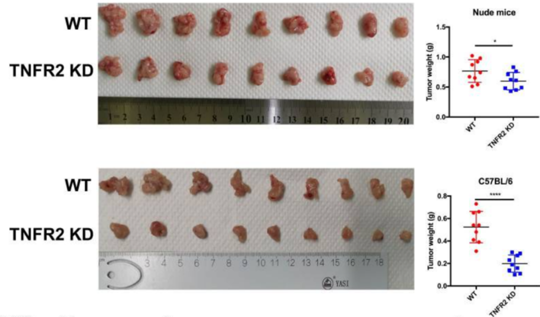 裸鼠皮下成瘤實驗
