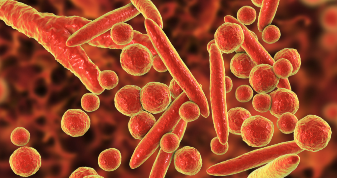 細胞被支原體污染怎么辦？