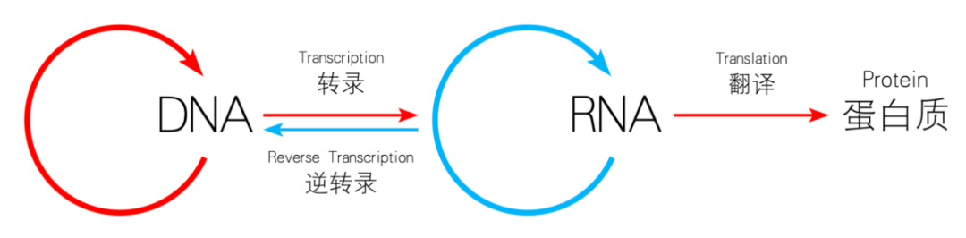 基因組學(xué)vs轉(zhuǎn)錄組學(xué)
