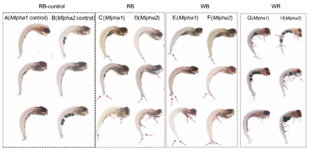 原位雜交實驗流程