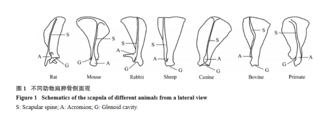 大鼠急性/慢性肩袖損病模型的構建方法