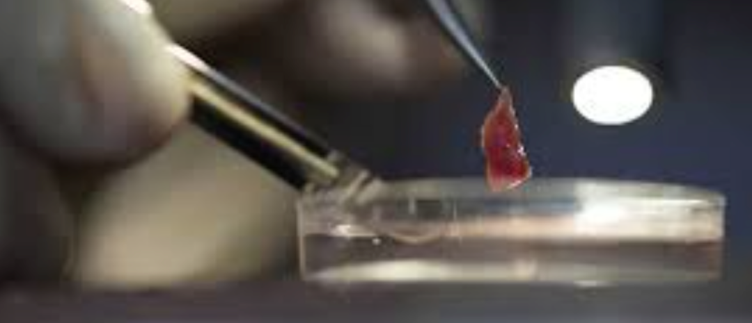 原代細胞培養(yǎng)入門