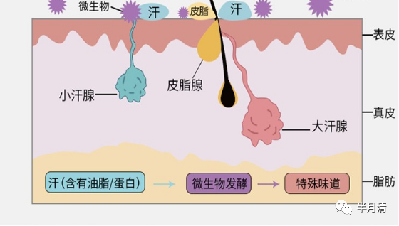 【有味道的冷知识】如何区分狐臭和汗臭