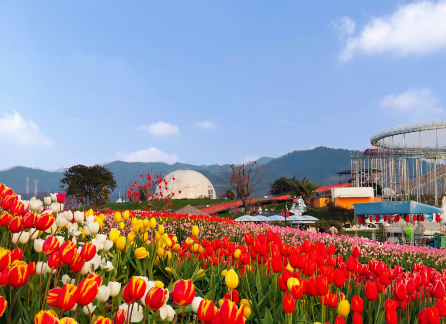 门票免费送!蔚然花海成都首家大美湖边郁金香展3月4号开展!