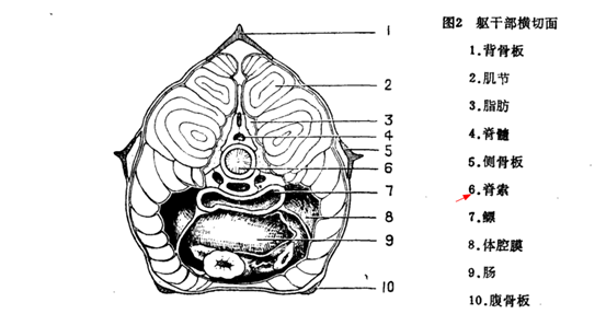 从鲟鱼身上抽 龙筋 开水族馆的生物男 微信公众号文章阅读 Wemp