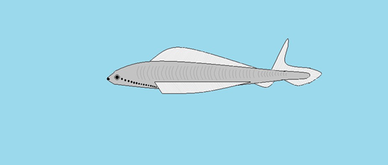 最早的鱼鳞 离现今有5亿多年了 开水族馆的生物男 微信公众号文章阅读 Wemp