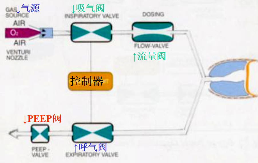 呼吸机怎么读卡医工必读！一文了解呼吸机_https://www.jmylbn.com_新闻资讯_第9张