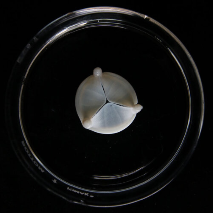 制造器官？強生3D生物打印解決方案的圖9