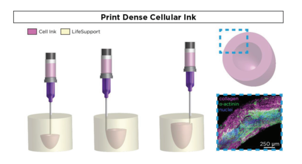 制造器官？強生3D生物打印解決方案的圖6