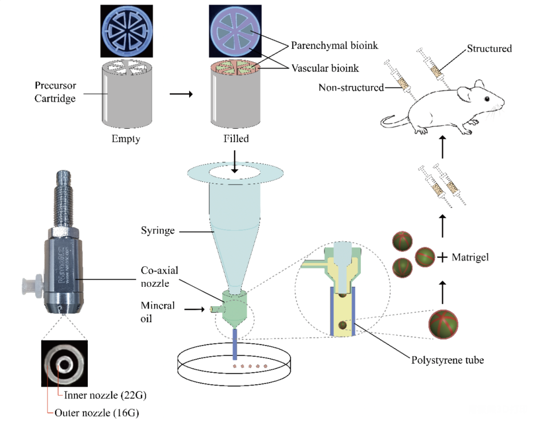 突破：生物3D打印肝脏组织移植手术成功，小鼠细胞生存活力高的图1