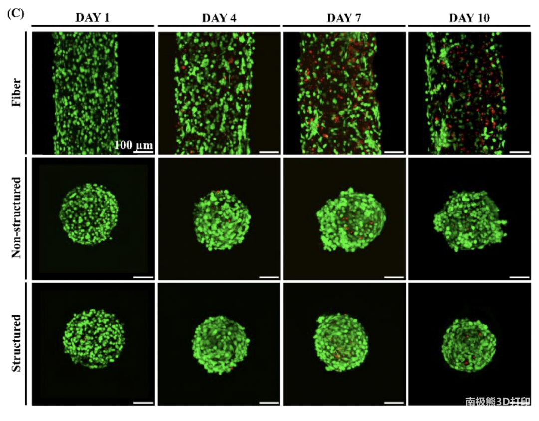 突破：生物3D打印肝脏组织移植手术成功，小鼠细胞生存活力高的图2