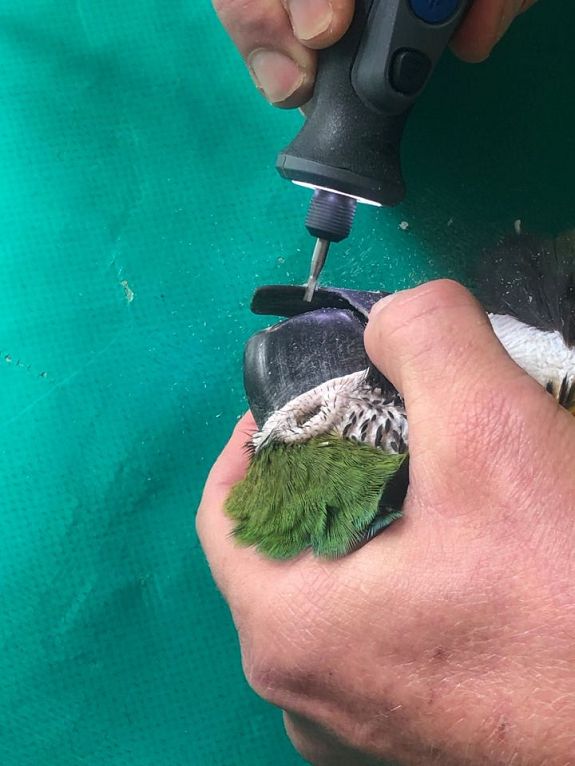 20岁金刚鹦鹉打架被撕烂嘴，安装3D打印钛合金假喙获新生的图3