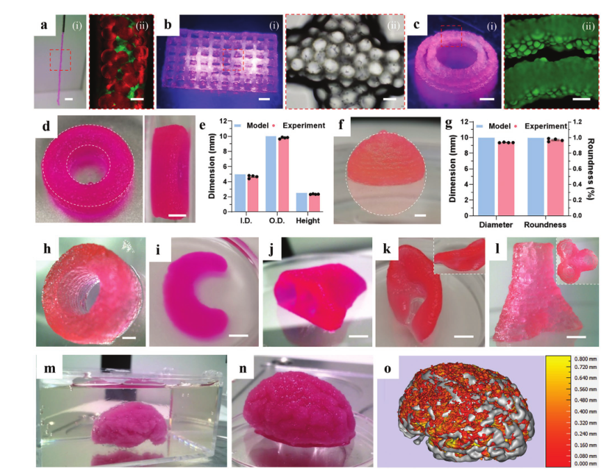 清華大學張婷、熊卓團隊：用于3D打印的載細胞微凝膠基雙相生物墨水的圖3