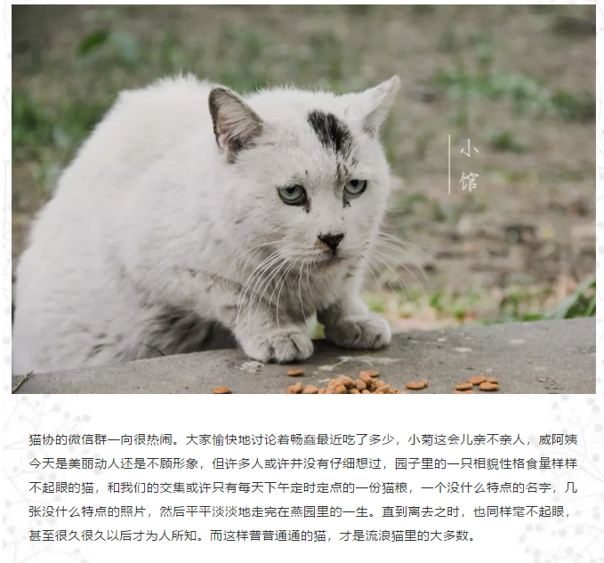 北大的猫 我不想当网红 我只想吃饱 萌爪医生 微信公众号文章阅读 Wemp