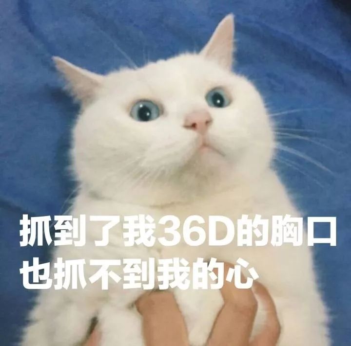 好奇貓咪是怎麼過520的？為此，我們採訪了68隻貓和4隻狗 寵物 第46張