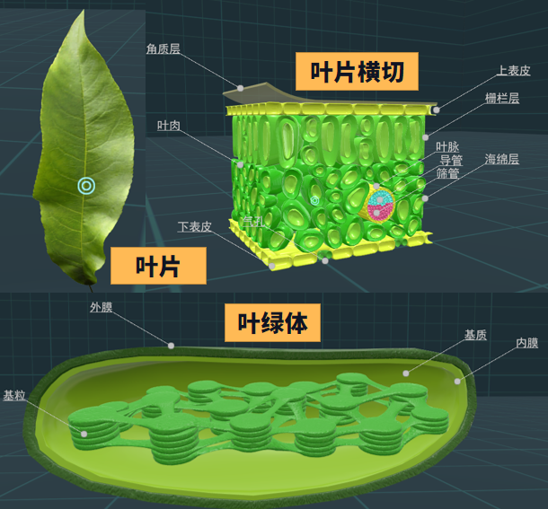 矩道生物仿真實驗走進植物細胞的養料製造車間葉綠體