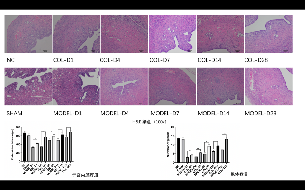 妇科蛋白膜怎么用重组Ⅲ型人源化胶原蛋白——薄型子宫内膜的希望之星_https://www.jmylbn.com_新闻资讯_第7张