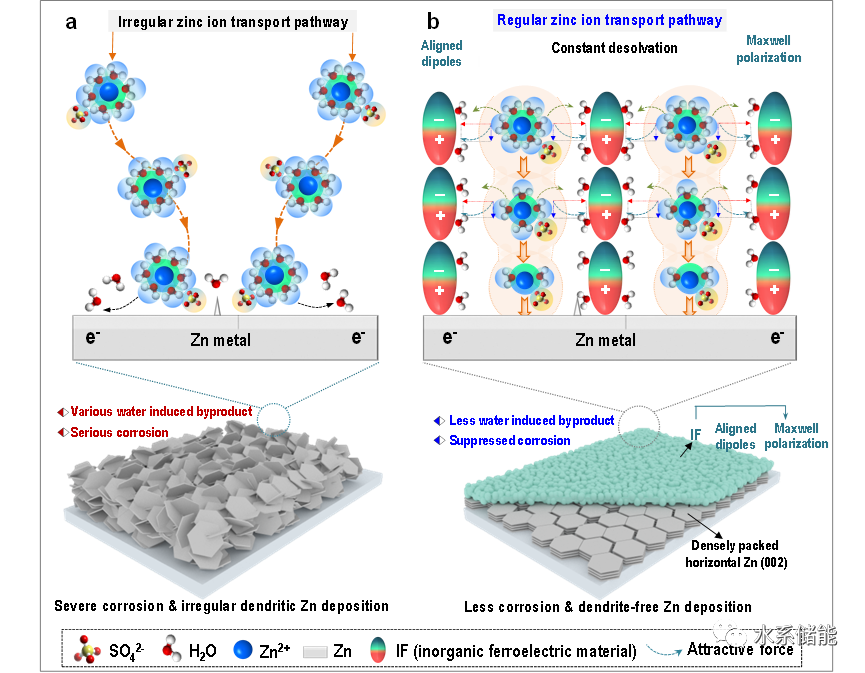 『水系锌电』中南大学潘安强/常智教授团队Small：Maxwell极化电场优化锌离子传输行为和溶剂化结构助力高性能水系锌离子电池的图5