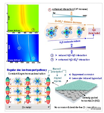 『水系锌电』中南大学潘安强/常智教授团队Small：Maxwell极化电场优化锌离子传输行为和溶剂化结构助力高性能水系锌离子电池的图3