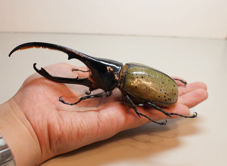 1028养一只自己的甲虫林大小黑老师为你揭秘神奇的甲虫家族