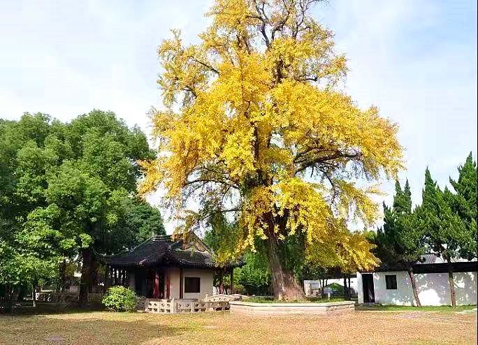 最美落葉季來襲！蘇州這38個賞銀杏、楓葉之地，錯過再等一年…… 旅遊 第61張