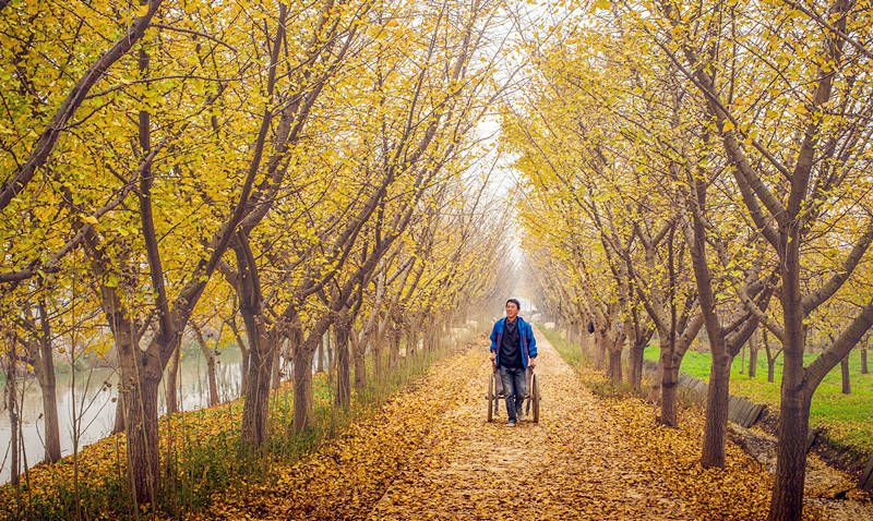 最美落葉季來襲！蘇州這38個賞銀杏、楓葉之地，錯過再等一年…… 旅遊 第79張