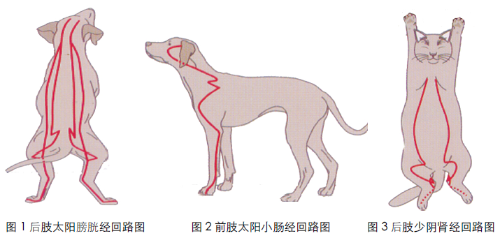 宠物经验心得_宠物心得技能_心得宠物经验分享