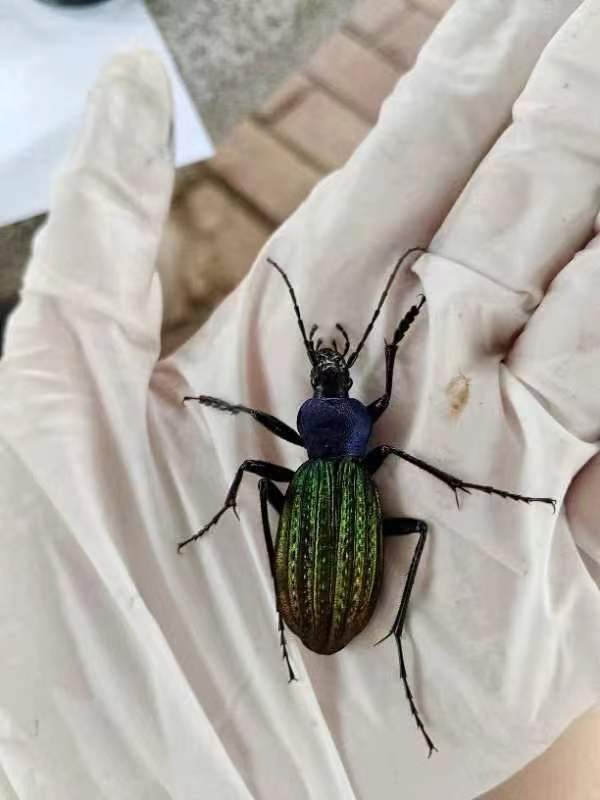 黄山市黄山区邂逅"散步"中的硕步甲