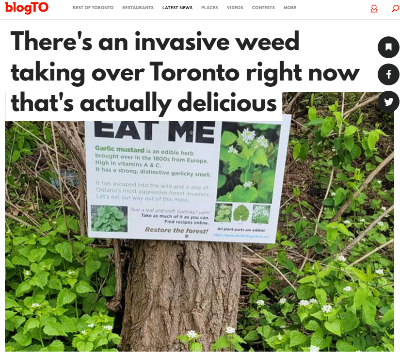 多伦多这种野菜长疯了 跪求大家摘来吃 炒肉凉拌味道好极了 加拿大乐活网