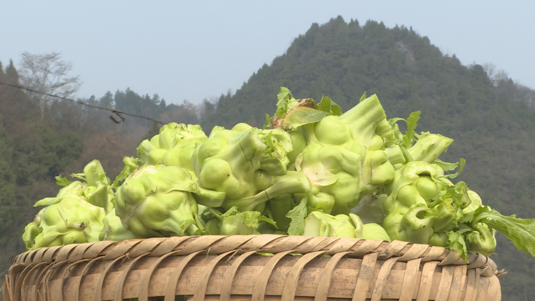 湄潭縣天城鎮皂角村迎來羊角菜採收季