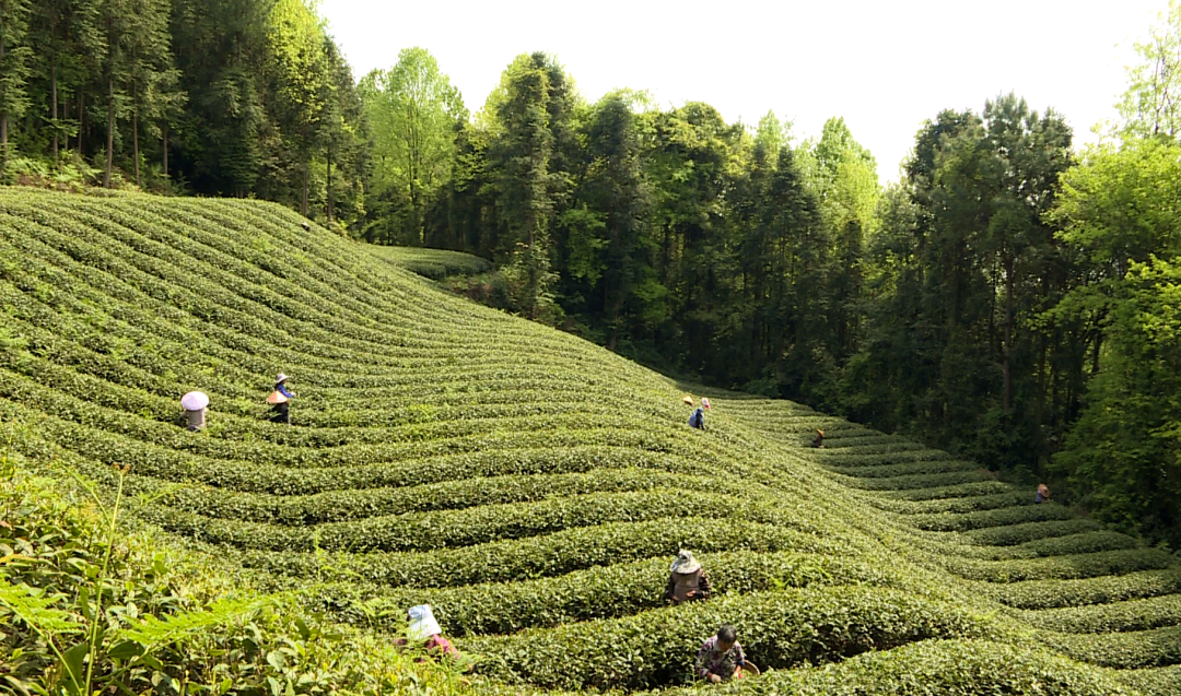 湄潭石莲镇九坝社区发展茶经济助农增收