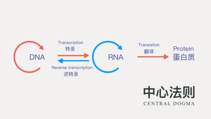 全球首家 环状rna 企业获上亿美元融资 Mrna 2 0时代已至 Circrna 微信公众号文章阅读 Wemp