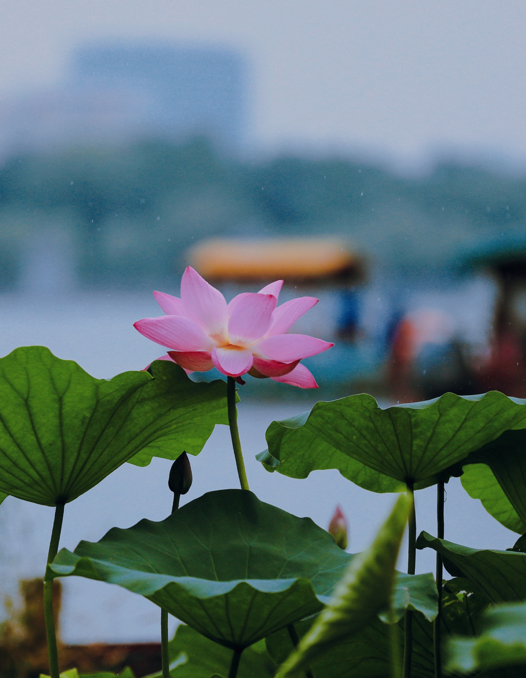 离不开月季花,成都赏花爱极了木芙蓉,济南的夏天永远也离不开"夏雨荷"