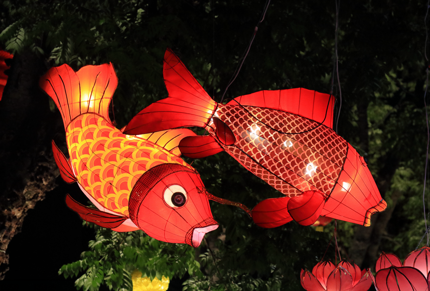 彭伟宗摄新会鱼灯,是一种纸扎的民间工艺鲤鱼灯.