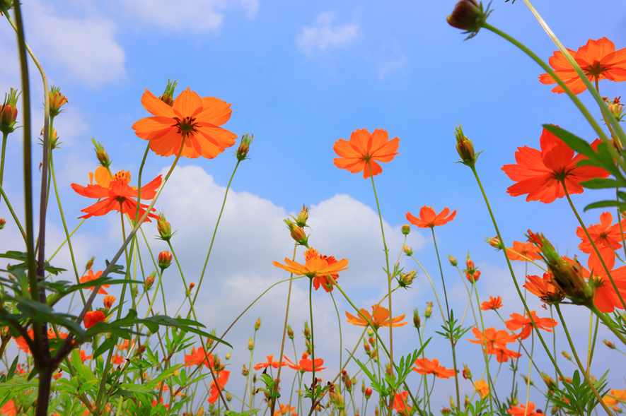 江门惊现大片硫华菊花海,正值花期还免费!