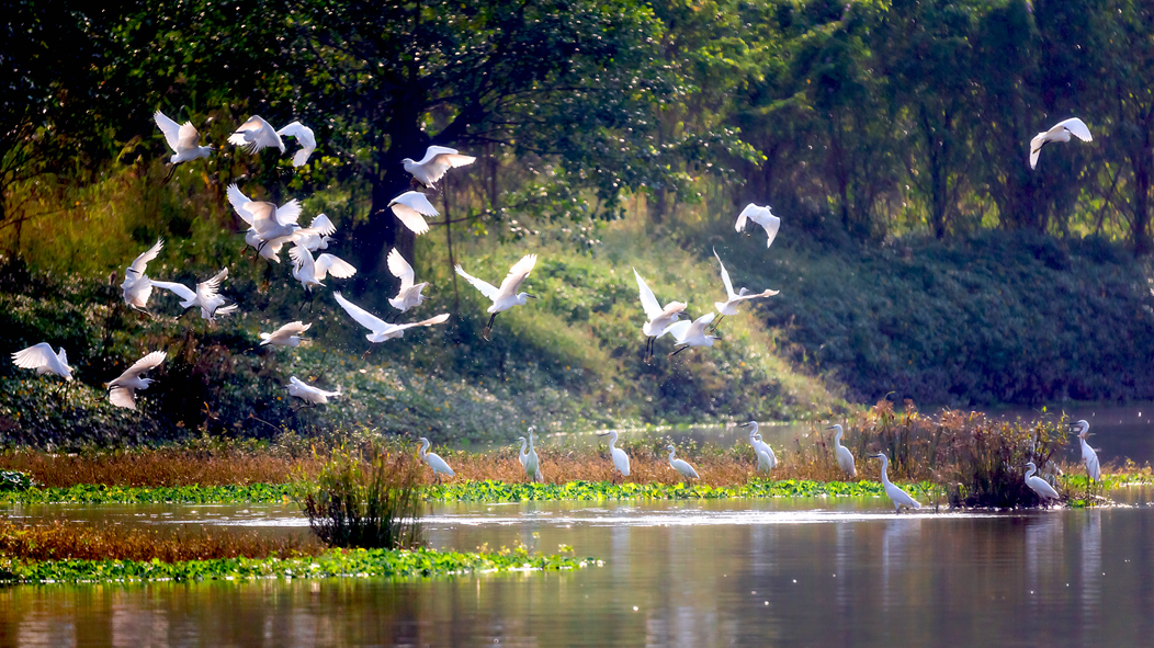 李样尊摄处处有鸟迹,在河岸边,在孤枝上,在冒出的新芽上……各种小鸟
