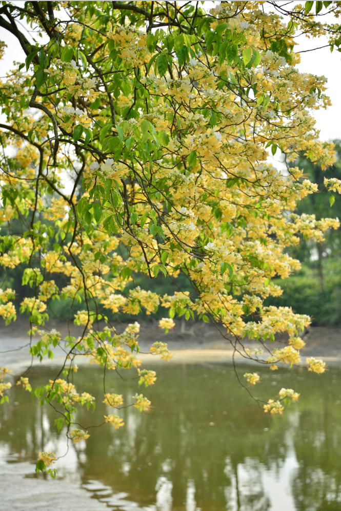 满树的鱼木花迎来了一年中最妖娆的时节江门台山的草坪村在这个百花