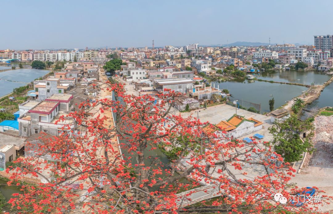 格桑花、禾雀花盛放，黃沙蜆上市……啊啊啊這才是江門春天的味道！ 旅遊 第44張