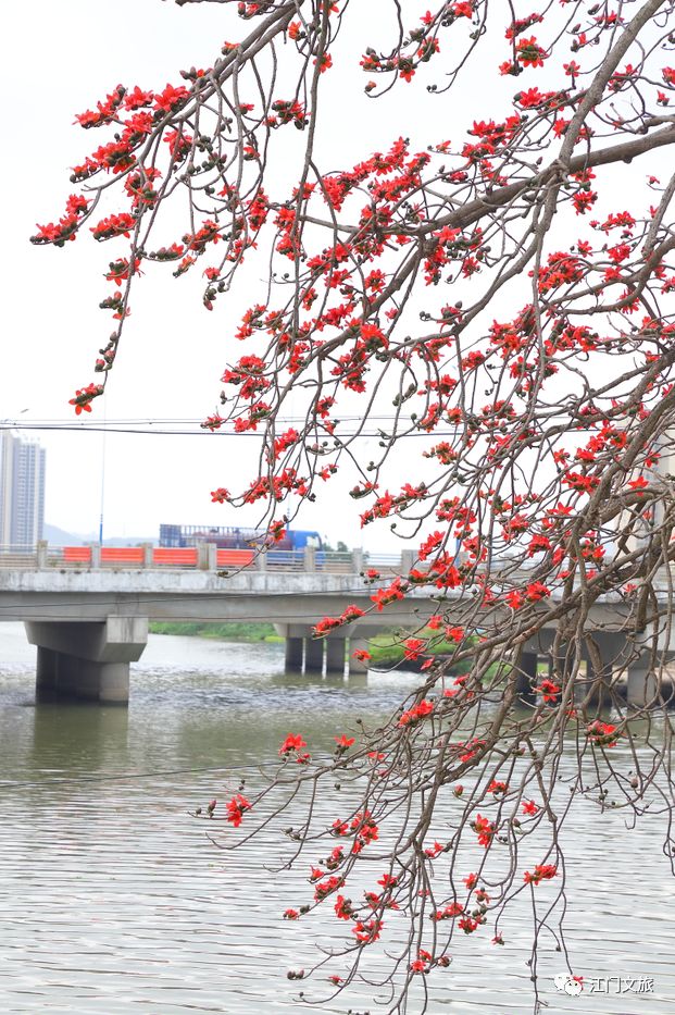 格桑花、禾雀花盛放，黃沙蜆上市……啊啊啊這才是江門春天的味道！ 旅遊 第29張