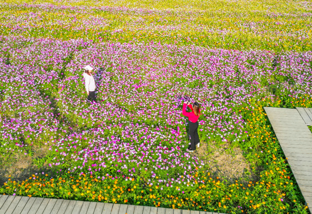 平沙格桑花海图片