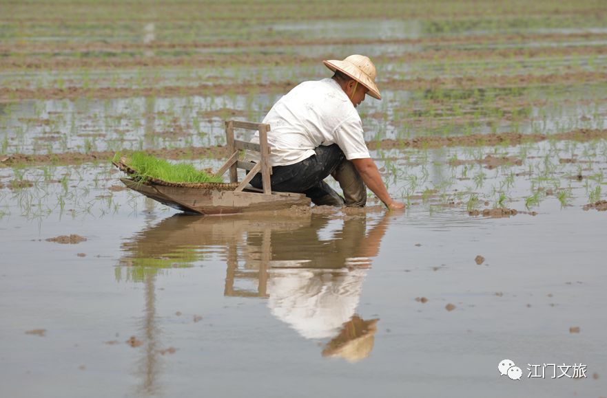 正是春耕播种时大鳌又见秧船插秧田间风景美不胜收