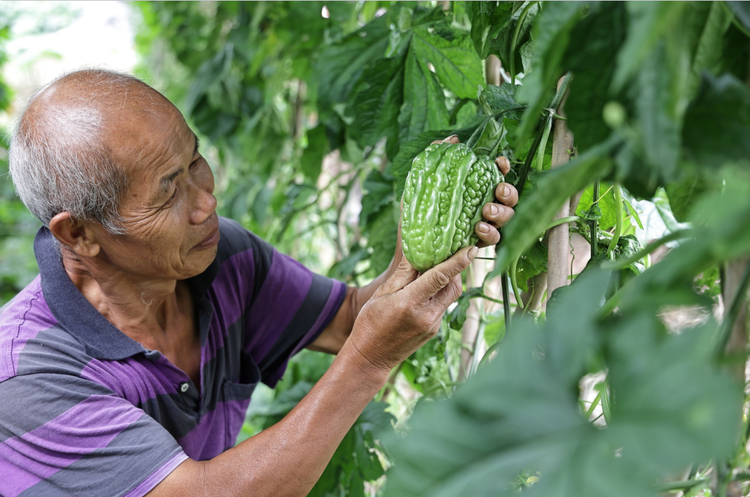 瓜农看着手中成熟的杜阮凉瓜，眼里满是藏不住的喜悦。彭伟宗 摄
