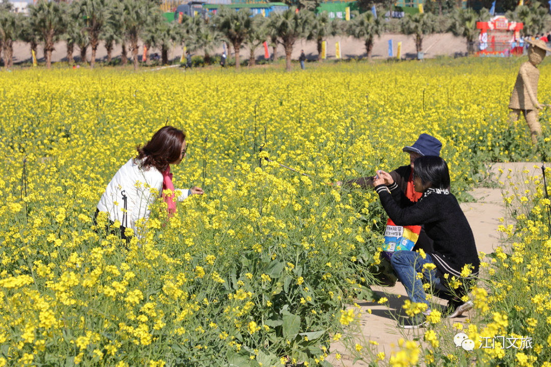 江門這片油菜花驚豔來襲!景美還免門票