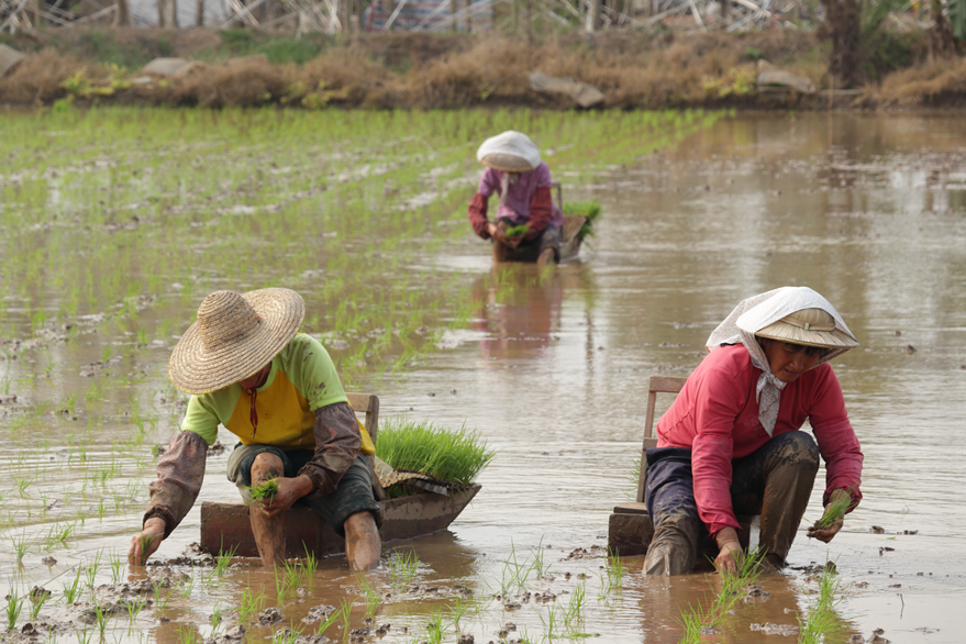 奇趣江门这个地方坐着小船去插秧