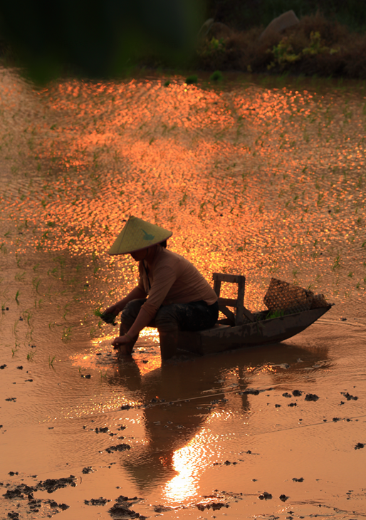 奇趣江门这个地方坐着小船去插秧