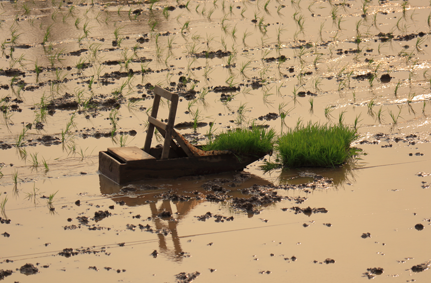 奇趣江门这个地方坐着小船去插秧