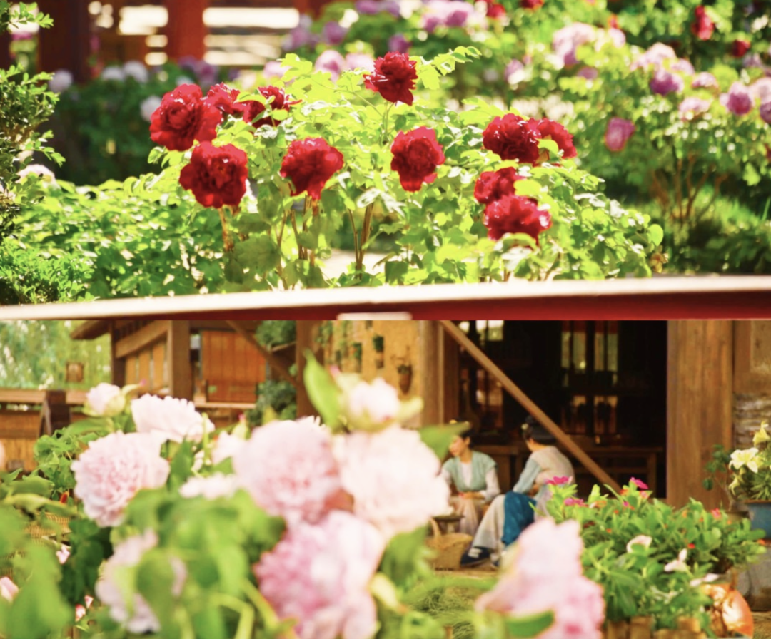 4月春假旅行榜｜挖到被低估的小城，春色比扬州更撩，钻进紫蓝色花海被治愈！