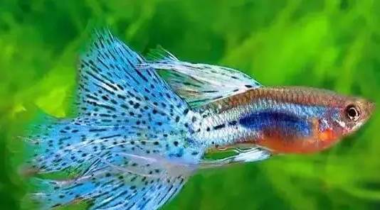 【魚】十大經典淡水觀賞魚,絕對有你養過的!